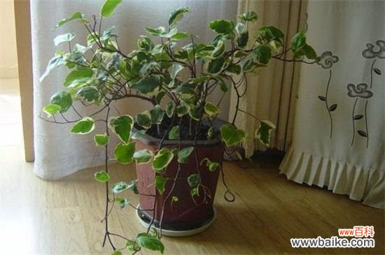 常春藤夏天怎么浇水?常春藤夏天的浇水方法