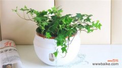 常春藤夏天怎么浇水？常春藤夏天的浇水方法