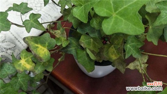 常春藤叶子发黑怎么办