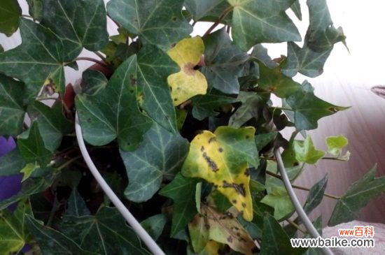 常春藤叶子发黑怎么办