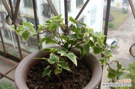 常春藤叶子发黑怎么办