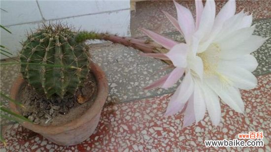 仙人球不开花是怎么回事