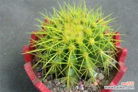 仙人球不开花是怎么回事