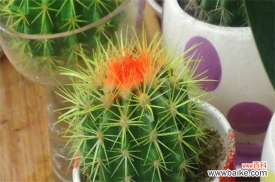 仙人球不开花是怎么回事