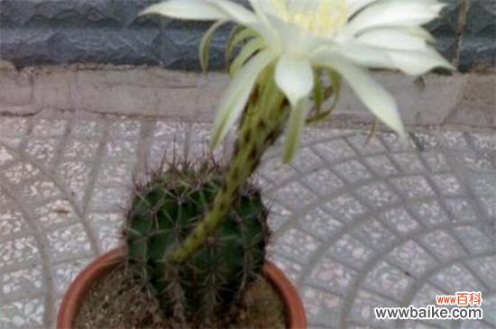 仙人球长斑怎么办