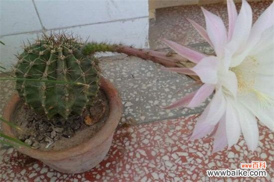 仙人球长斑怎么办