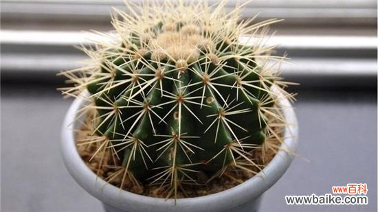 仙人球长斑怎么办