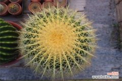 金琥球老长不大怎么办，补充光照追施液肥