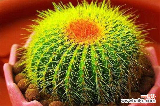 金琥球和仙人球的区别，4种更快辨别两者的方法