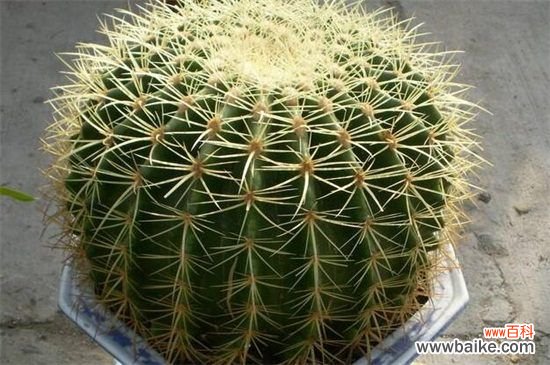 金琥球和仙人球的区别，4种更快辨别两者的方法