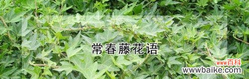 揭示常春藤的神秘花语 常春藤的花语与寓意