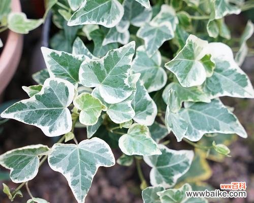 美丽而富有故事的常春藤花所传递的花语 常春藤花语