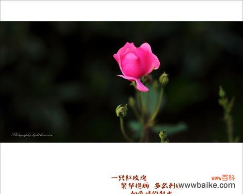 用花语传递情感的艺术 常见玫瑰花品种花语解析