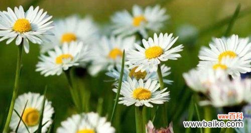 用雏菊的花语演绎生命之美 雏菊