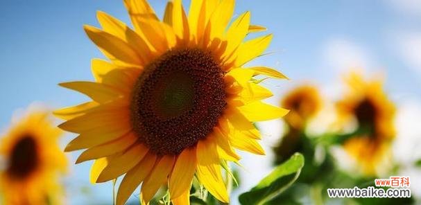 橙色风信子 橙色风信子的花语——热情与欢乐