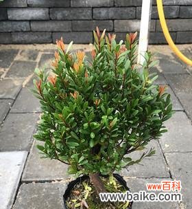 神秘的红木 赤楠——生命与坚韧的象征