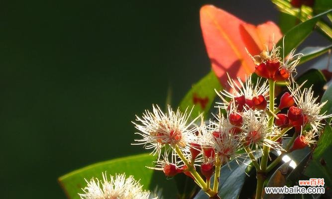 神秘的红木 赤楠——生命与坚韧的象征