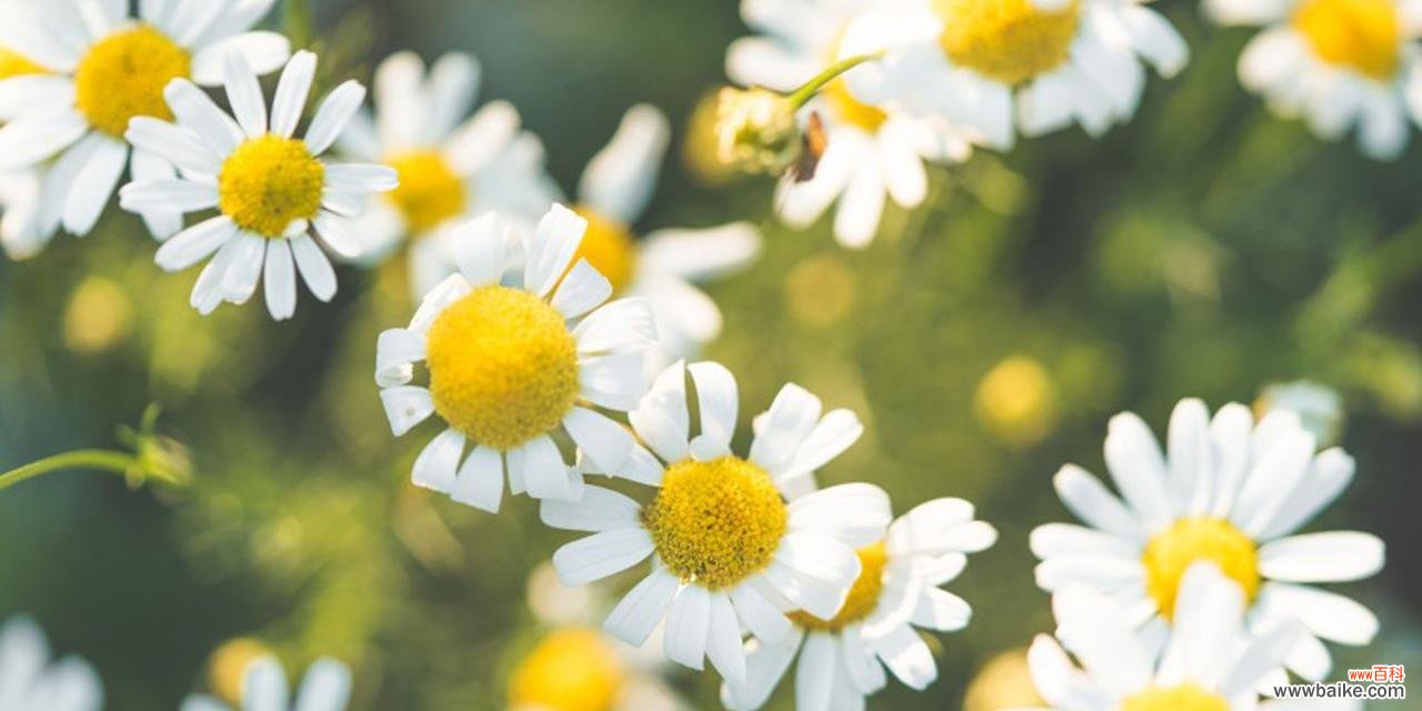 借雏菊花之言 雏菊花