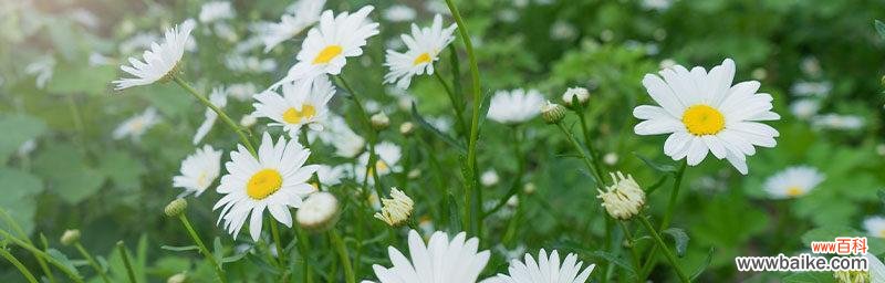 借雏菊花之言 雏菊花