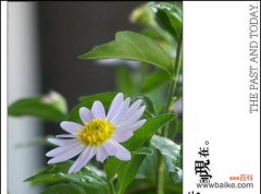 探寻小雏菊花语的丰富内涵和神秘意义 小雏菊花语的深意与寓意