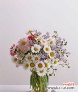 生命力与坚毅的象征——雏菊花 雏菊花的寓意与象征