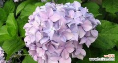 绣球花的花语是什么？绣球花寓意着什么含义？