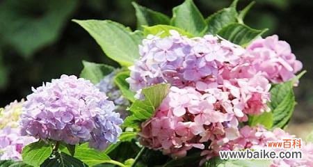 绣球花花语和寓意是什么？如何正确解读绣球花的象征意义？