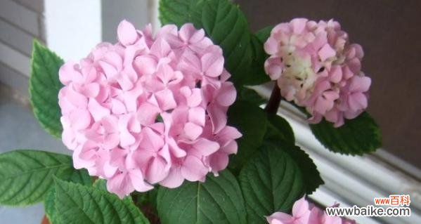 绣球花花语代表什么？绣球花的含义有哪些常见疑问解答？