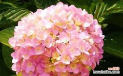 绣球花花语象征与寓意是什么？了解绣球花的深层含义！