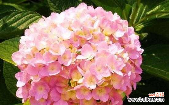 绣球花花语象征与寓意是什么?了解绣球花的深层含义!