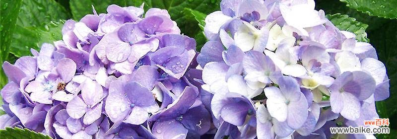 绣球花花语象征与寓意是什么?了解绣球花的深层含义!