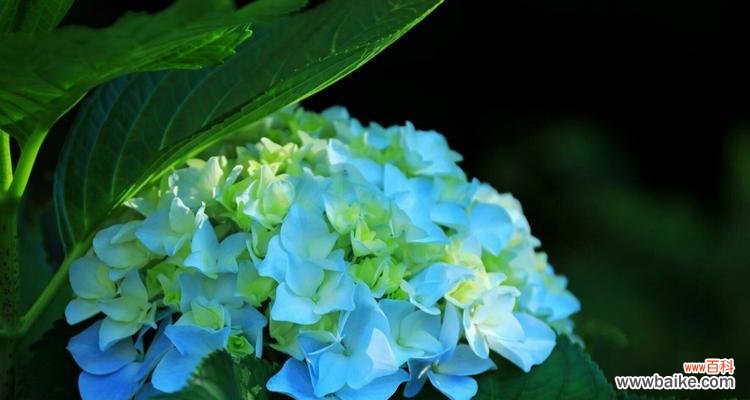 绣球花花语是什么意思?绣球花寓意有哪些常见问题解答?