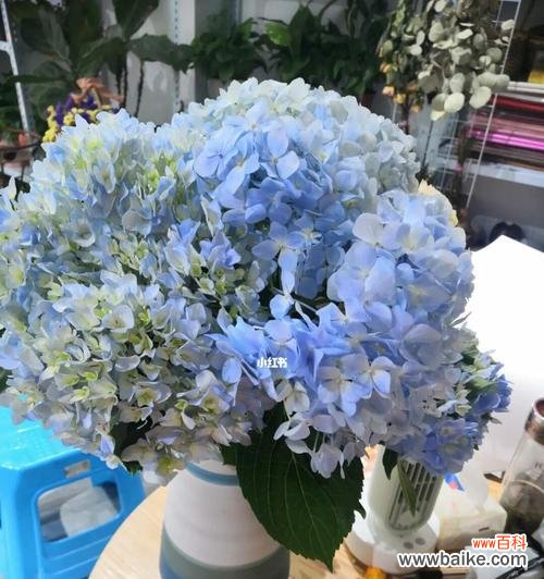 绣球花的花语是什么？绣球花象征着什么含义？