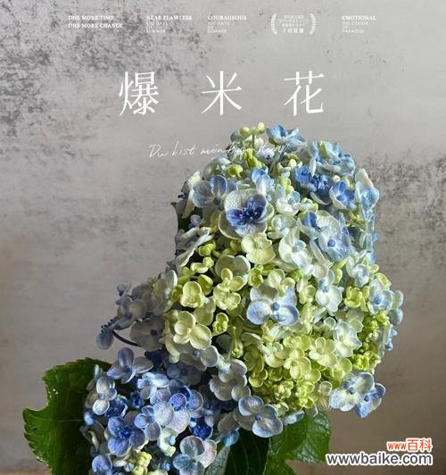 绣球花的花语是什么？绣球花象征着什么含义？
