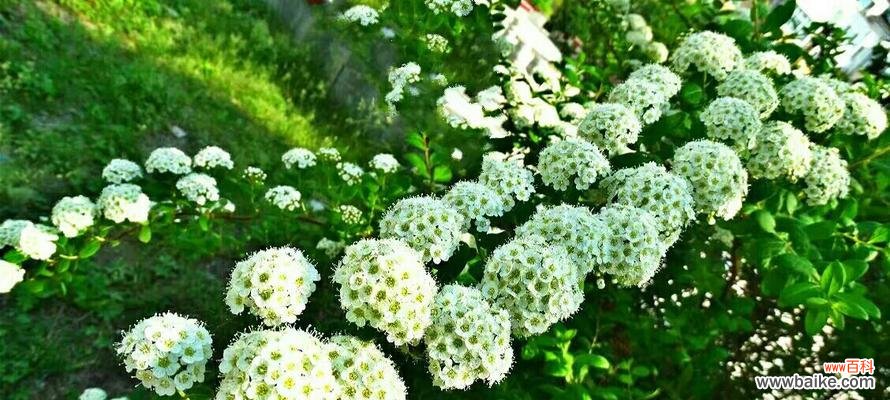 绣线菊的花语是什么?了解绣线菊的象征意义和文化内涵?