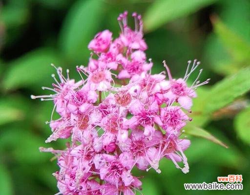 绣线菊的花语是什么?了解绣线菊的象征意义和文化内涵?