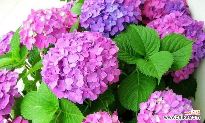 绣球花的寓意是什么?如何正确理解绣球花的象征意义?