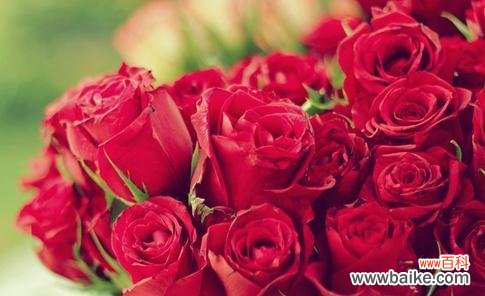 表达感恩和深情的最佳选择 19朵玫瑰的花语