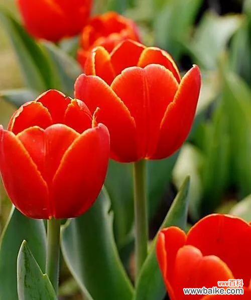 倾听土耳其人的古老传说,解读郁金香花语 郁金香传说与花语