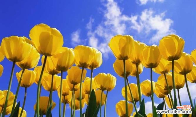 倾听土耳其人的古老传说,解读郁金香花语 郁金香传说与花语