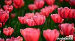 倾听土耳其人的古老传说，解读郁金香花语 郁金香传说与花语