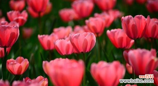 倾听土耳其人的古老传说,解读郁金香花语 郁金香传说与花语
