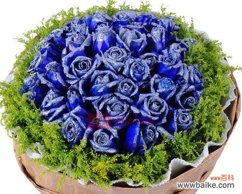 解读蓝玫瑰花背后的情感寓意 蓝玫瑰花的象征意义与文化内涵