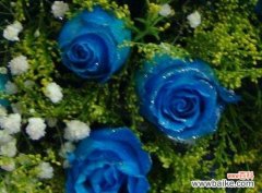解读蓝玫瑰花背后的情感寓意 蓝玫瑰花的象征意义与文化内涵