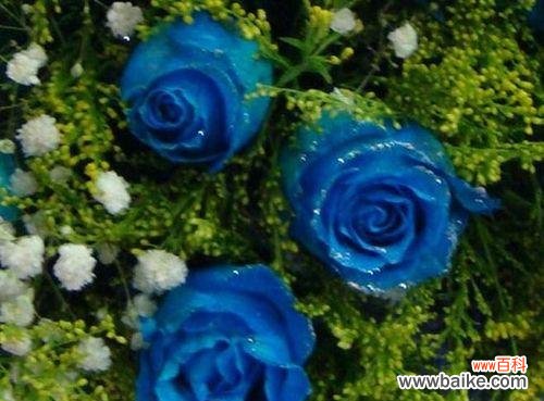 解读蓝玫瑰花背后的情感寓意 蓝玫瑰花的象征意义与文化内涵