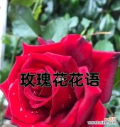 浪漫献礼情人节传递爱的信息 情意绵绵红色玫瑰花语深意