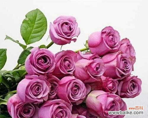 探寻紫玫瑰的传说与花语 紫玫瑰之语