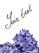 花语、寓意与文化 蓝色风信子，传递爱意的使者