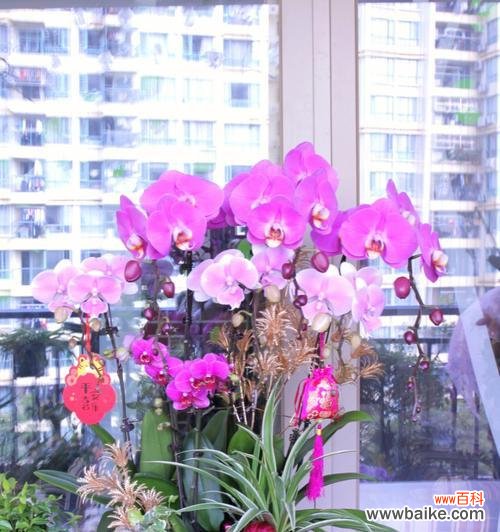 探寻蝴蝶兰背后的故事 蝴蝶兰之美——花语与寓意