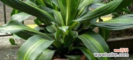 铁树花语的象征意义及文化内涵 铁树花语——坚定不移的爱情宣言